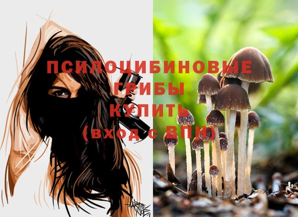 индика Бородино